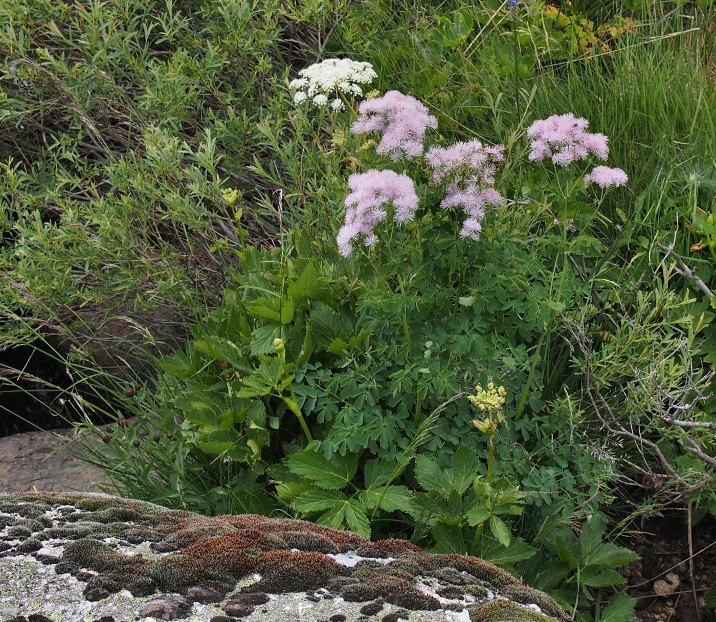 Meadow Rue plant